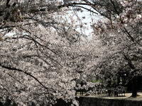 桜並木