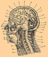 脳の古図