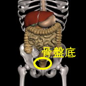 解剖図骨盤底