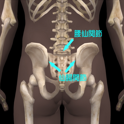 腰の関節