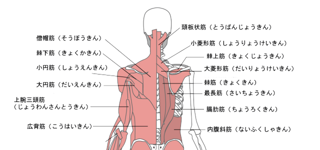 背中の筋肉図