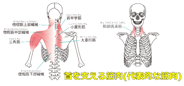 首の筋肉図