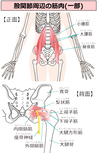 股関節周辺筋